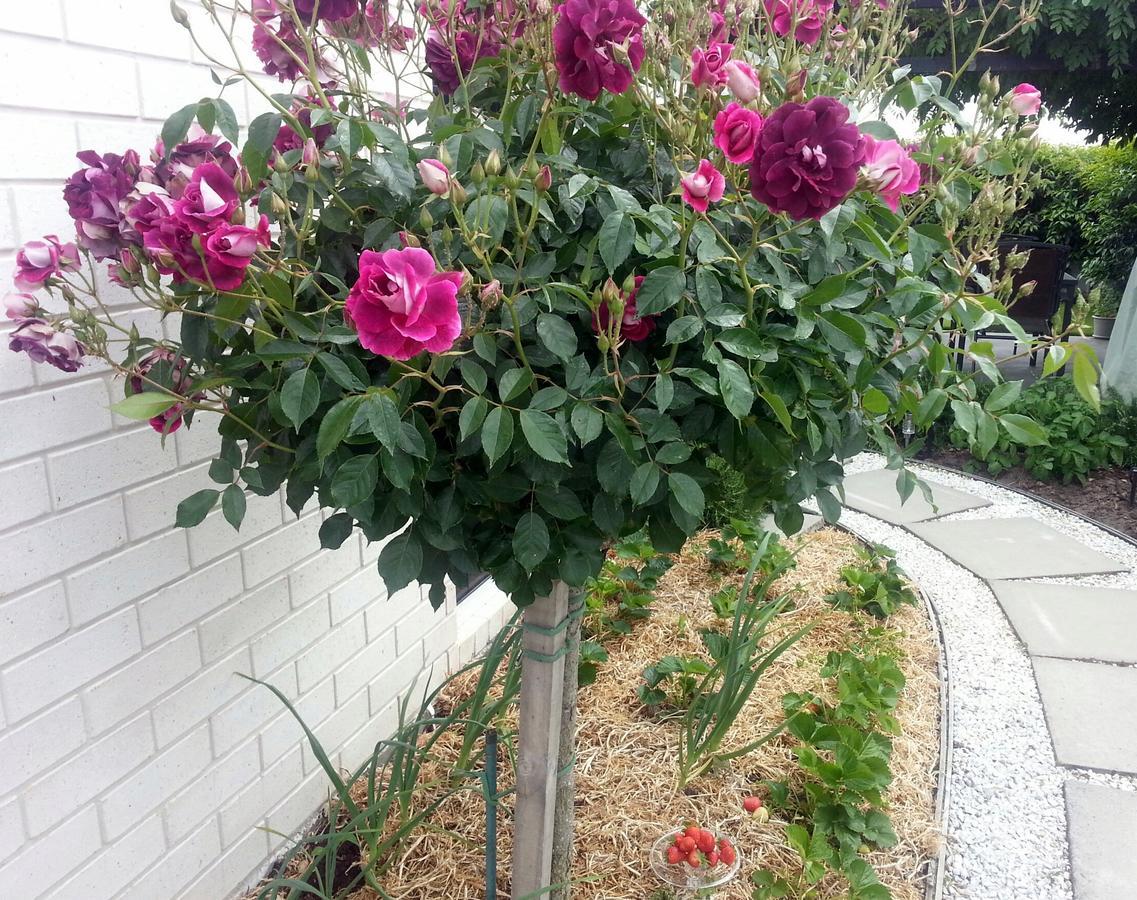 Courtenay B & B Kaiapoi Екстер'єр фото